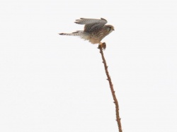Pustułka zwyczajna, pustułka, sokół pustułka (Falco tinnunculus)